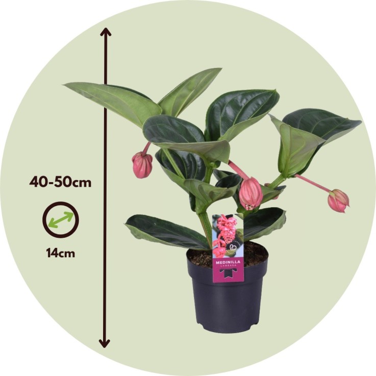 Medinille magnifique - Medinilla magnifica - Hauteur 40-50cm - ⌀14cm