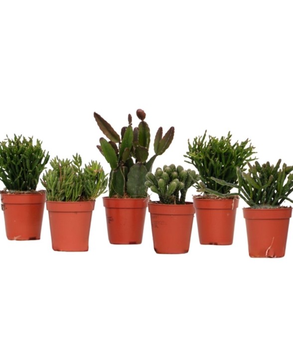 Cactus corail mix -...