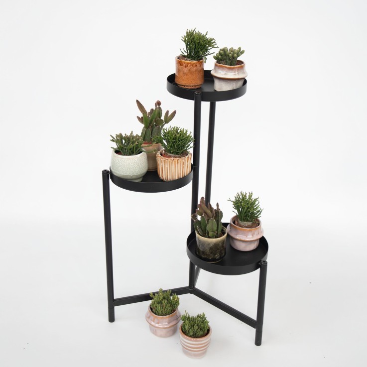 Cactus corail mix - Rhipsalis - Lot de 6 - Hauteur 8-12 cm - Pot 5.5 cm