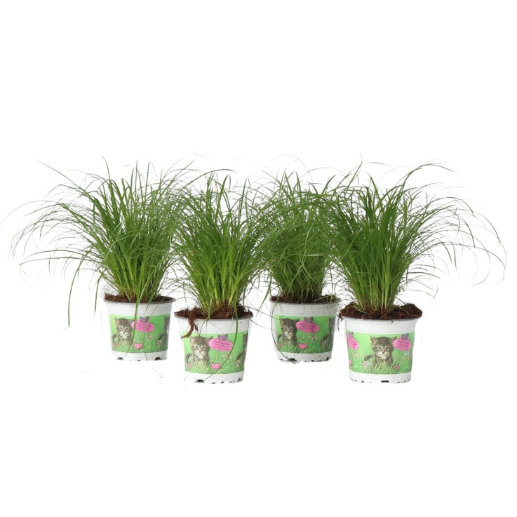 Herbe à chat - Set de 4 - Cyperus zumula - Hauteur 30-40cm - ⌀12cm