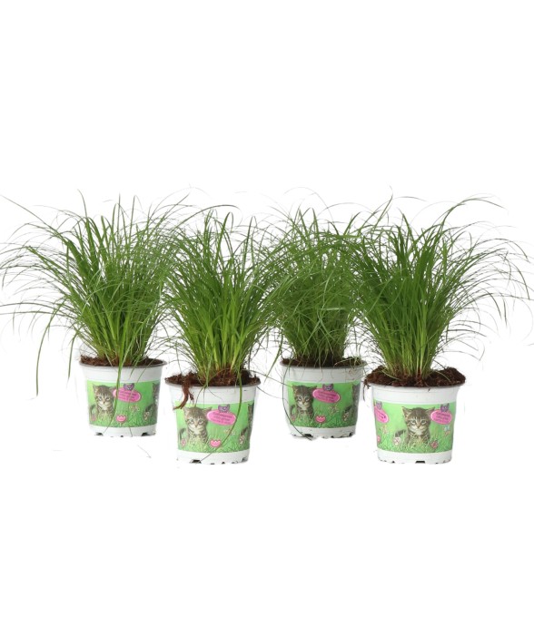 Herbe à chat - Set de 4 -...