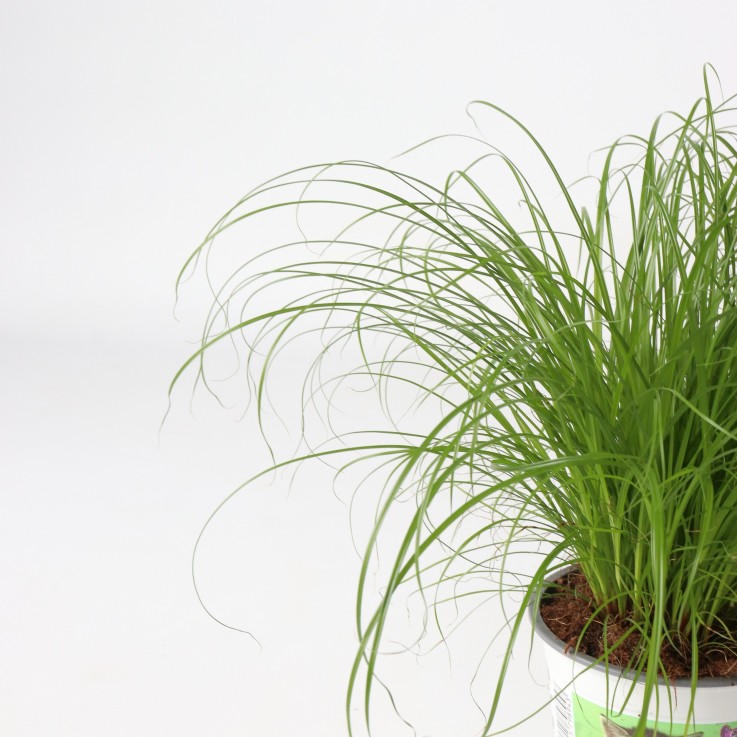 Herbe à chat - Set de 4 - Cyperus zumula - Hauteur 30-40cm - ⌀12cm