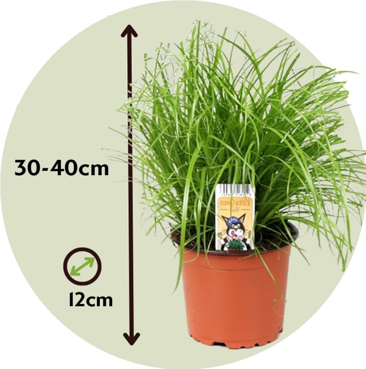 Herbe à chat - Set de 4 - Cyperus zumula - Hauteur 30-40cm - ⌀12cm