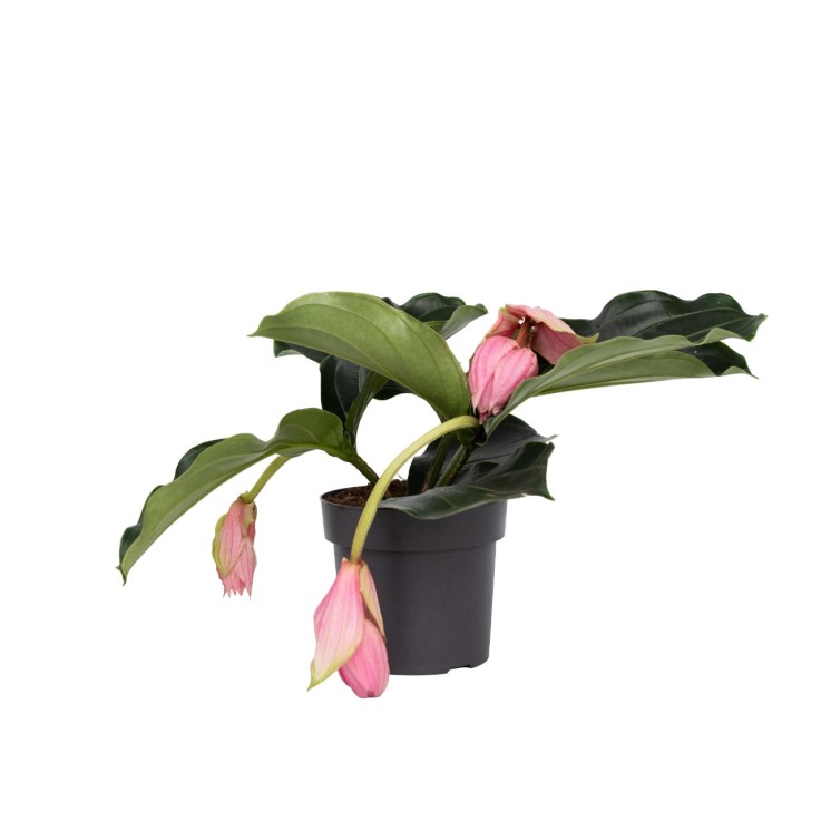 Medinille magnifique - Medinilla magnifica - Hauteur 40-50cm - ⌀17cm