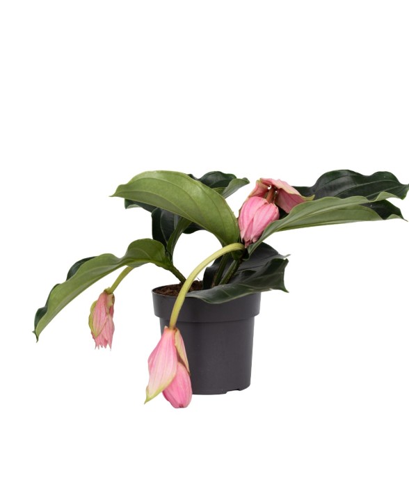 Medinille magnifique -...