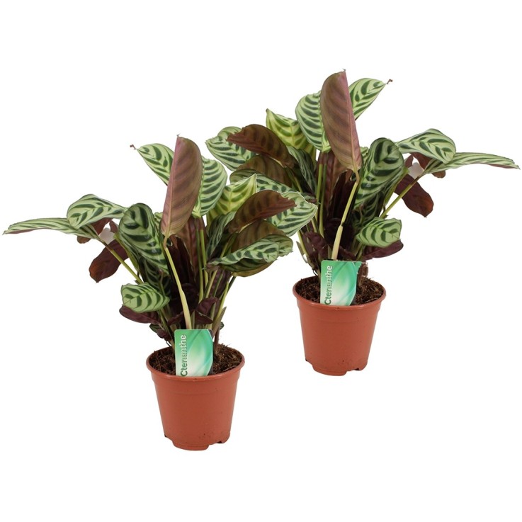 Plante Dormeuse - Set de 2 - Ctenanthe 'burle-marxii' - Hauteur 30-40cm - ⌀14cm