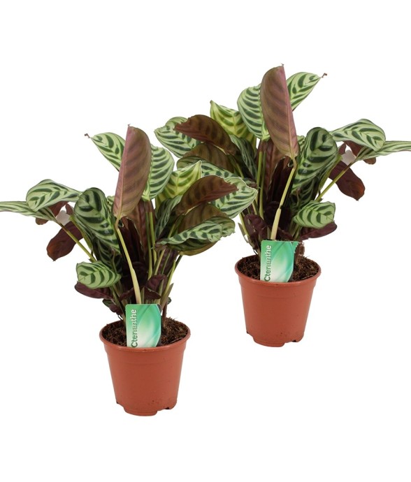 Plante Dormeuse - Set de 2...