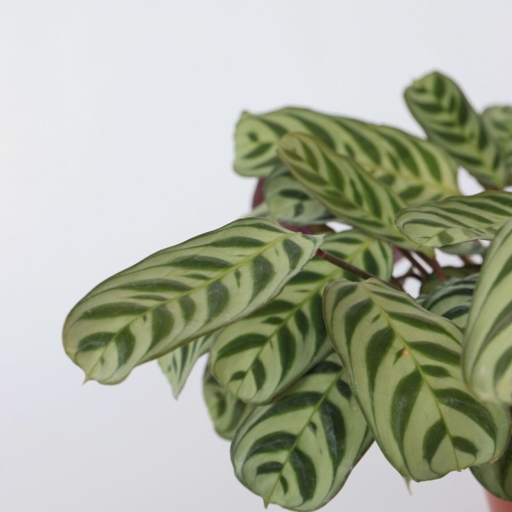 Plante Dormeuse - Set de 2 - Ctenanthe 'burle-marxii' - Hauteur 30-40cm - ⌀14cm