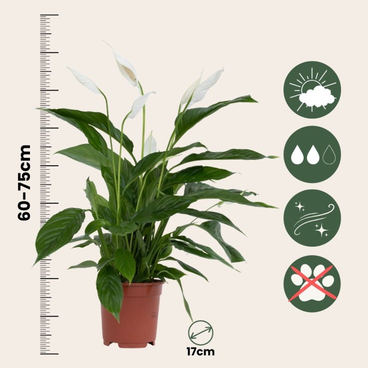 Fleur de lune - Spathiphyllum 'Lima' - Avec panier - Hauteur 60-75cm - ⌀17cm