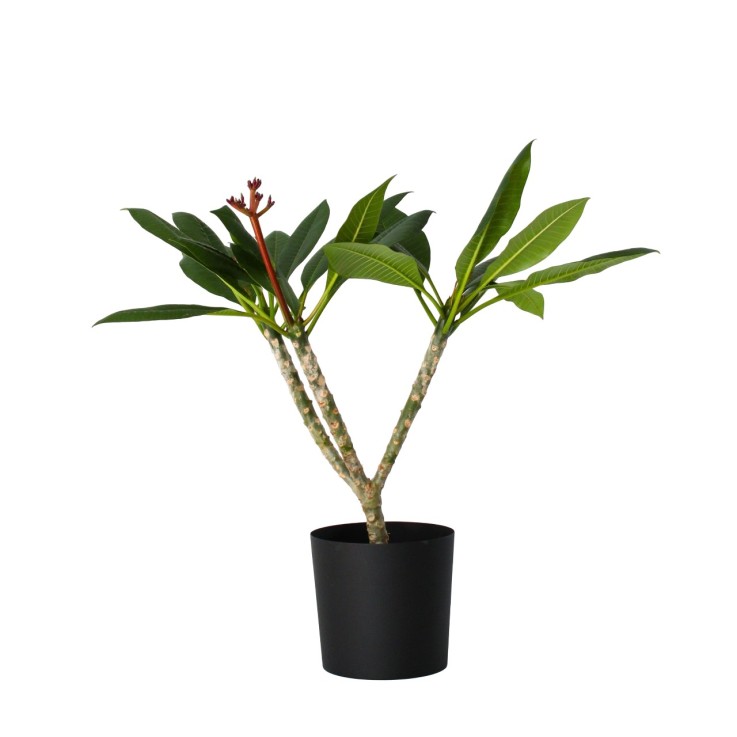 Frangipanier hawaii - Plumeria rubra 'Blanc' - Hauteur 55-70cm - ⌀17cm