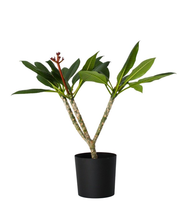 Frangipanier hawaii -...