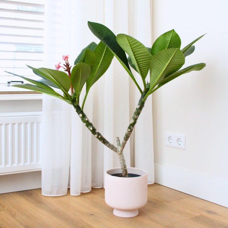 Frangipanier hawaii - Plumeria rubra 'Blanc' - Hauteur 55-70cm - ⌀17cm