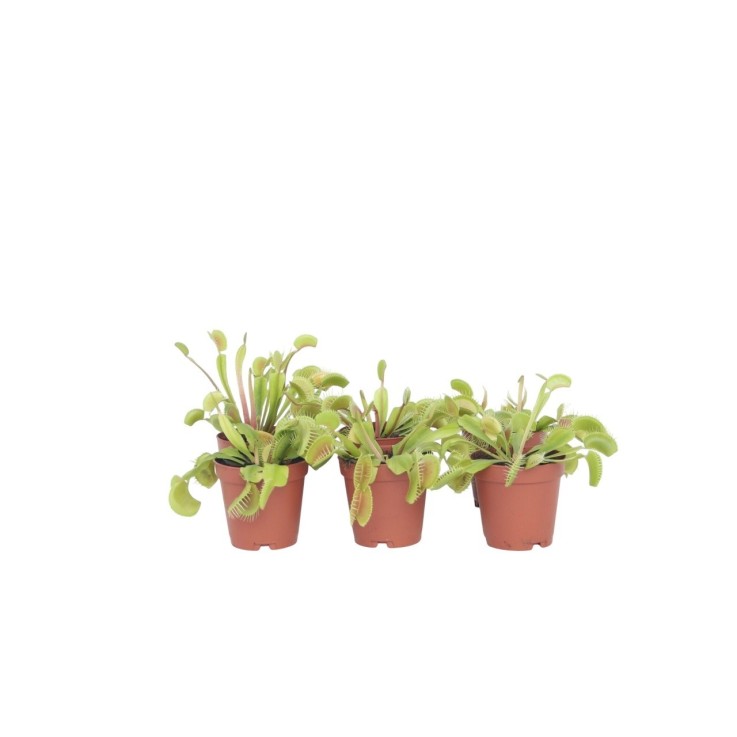 Vénus attrape-mouches - Set de 6 - Dionaea muscipula - Hauteur 5-15cm - ⌀5,5cm