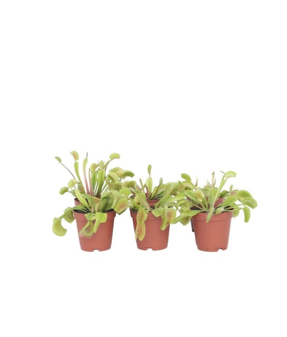 Vénus attrape-mouches - Set...