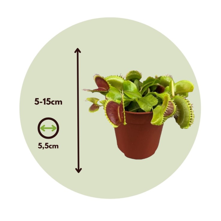 Vénus attrape-mouches - Set de 6 - Dionaea muscipula - Hauteur 5-15cm - ⌀5,5cm