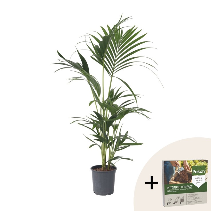 Palmier Kentia - Howea forsteriana - Hauteur 90-100cm - ⌀18cm