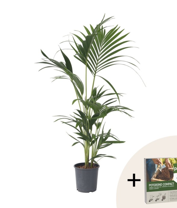 Palmier Kentia - Howea...
