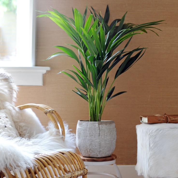 Palmier Kentia - Howea forsteriana - Hauteur 90-100cm - ⌀18cm