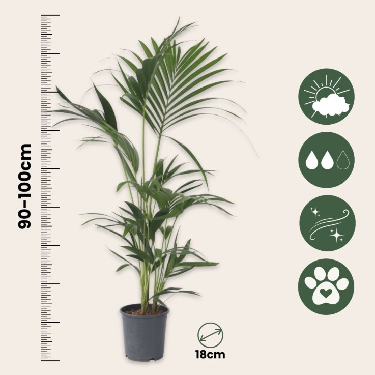 Palmier Kentia - Howea forsteriana - Hauteur 90-100cm - ⌀18cm