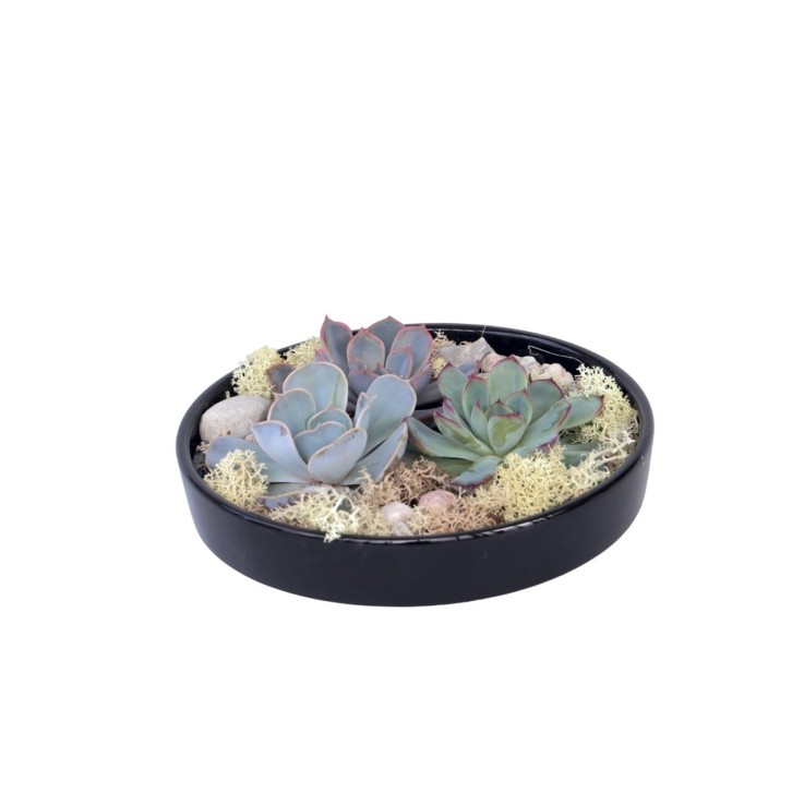 Mélange de Jardin Noir - Echeveria lilacina - Hauteur 8cm