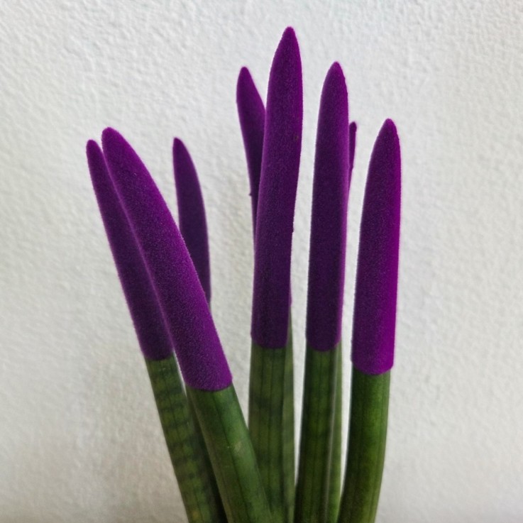 Sansevieria cylindrique - Hauteur 20-40cm - Pot 9cm