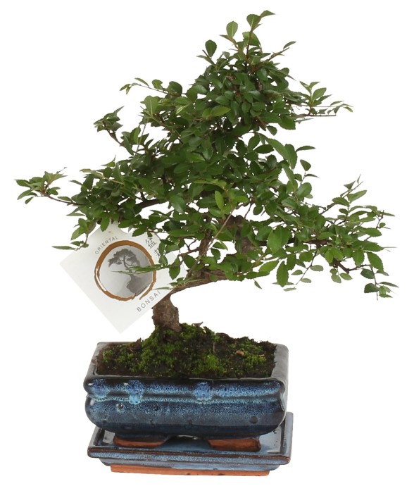 Bonsaï - Zelkova serrata -...