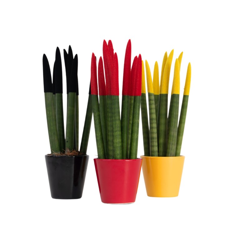 Langue de belle-mère - Set de 3 - Sansevieria cylindrica - H20-40cm - ⌀9cm
