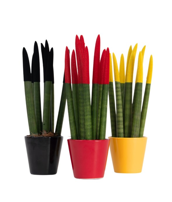 Langue de belle-mère - Set...