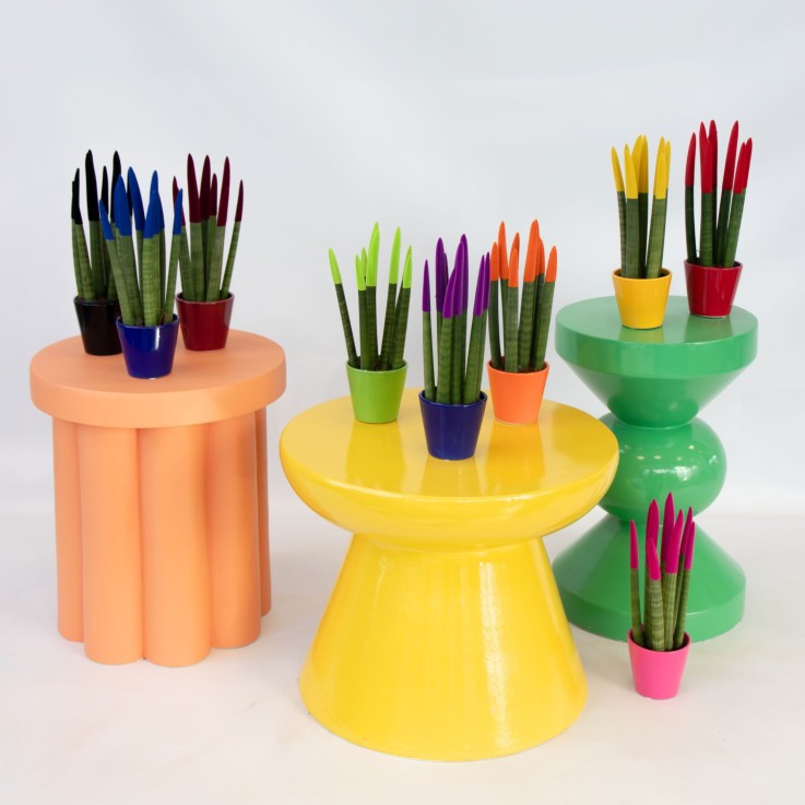 Langue de belle-mère - Set de 3 - Sansevieria cylindrica - H20-40cm - ⌀9cm