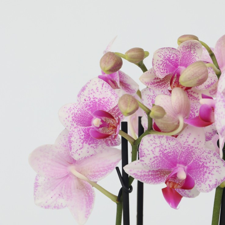 Orchidée papillon - Phalaenopsis Multiflora - Hauteur 35-45cm - ⌀12cm