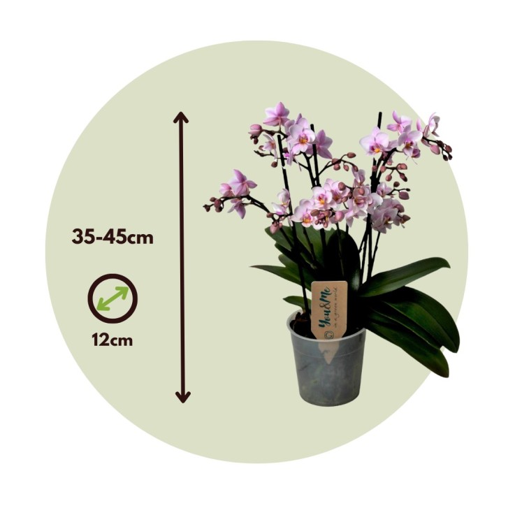 Orchidée papillon - Phalaenopsis Multiflora - Hauteur 35-45cm - ⌀12cm