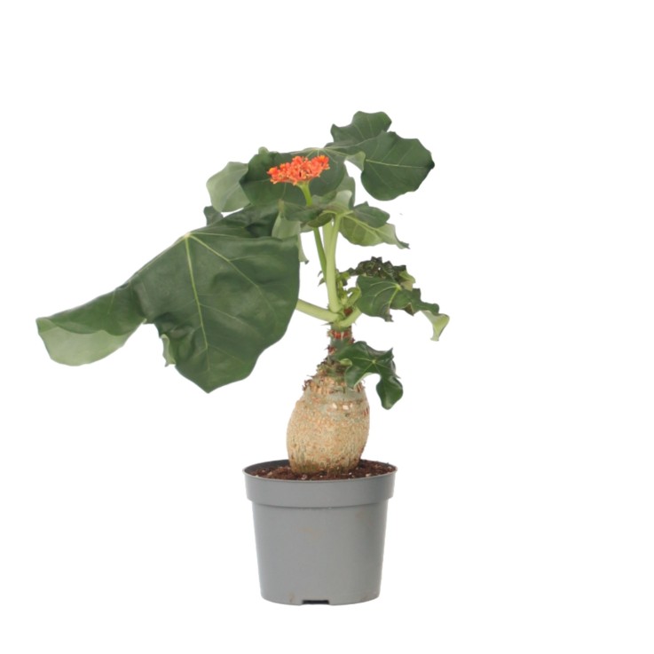 Podagre - Jatropha podagrica - Hauteur 25-45cm - ⌀13cm