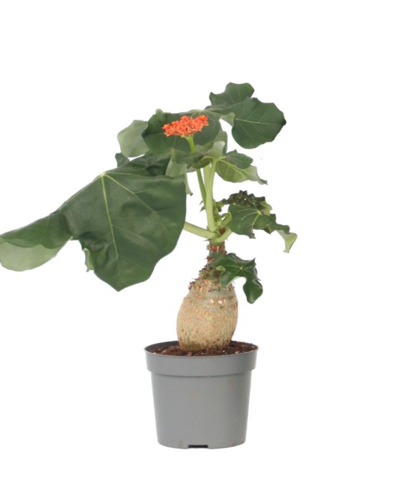 Podagre - Jatropha...