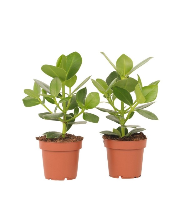 Pommier baumier - Set de 2...