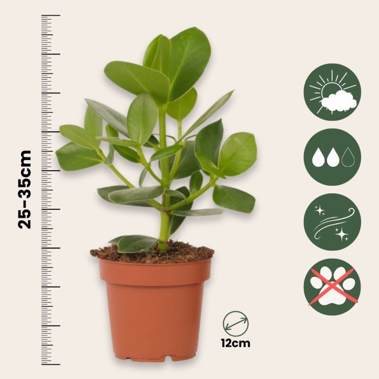 Pommier baumier - Set de 2 - Clusia rosea 'Princess' - Hauteur 25-35cm - ⌀12cm