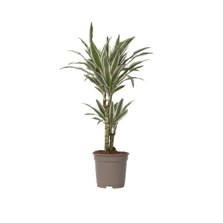 Dragonnier - Dracaena deremensis 'White Stripe' - Hauteur 60-70cm - ⌀17cm