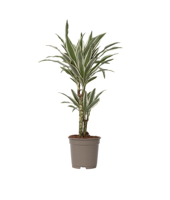 Dragonnier - Dracaena...