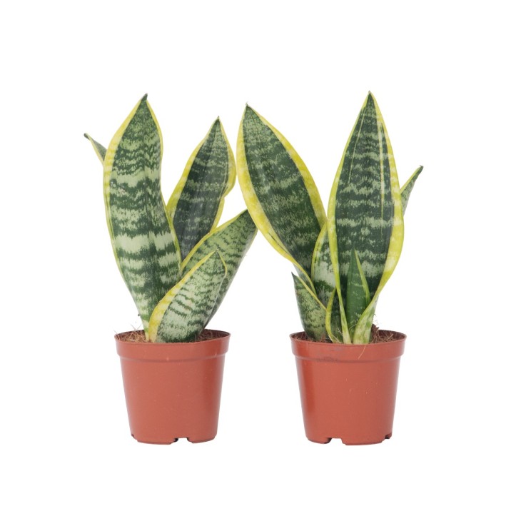 Langue de belle-mère - Set de 2 - Sansevieria Futura Superba - H35-40cm - ⌀12cm