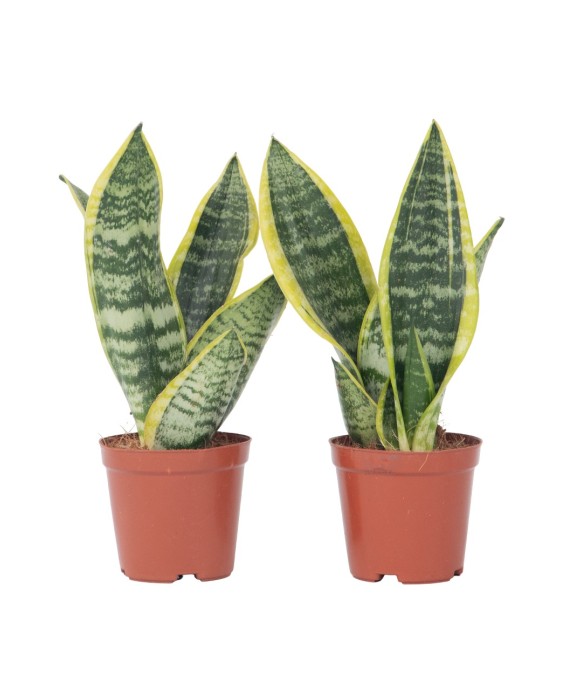 Langue de belle-mère - Set...