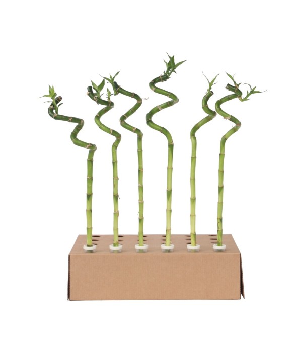 Lucky Bamboo - Set de 12 -...