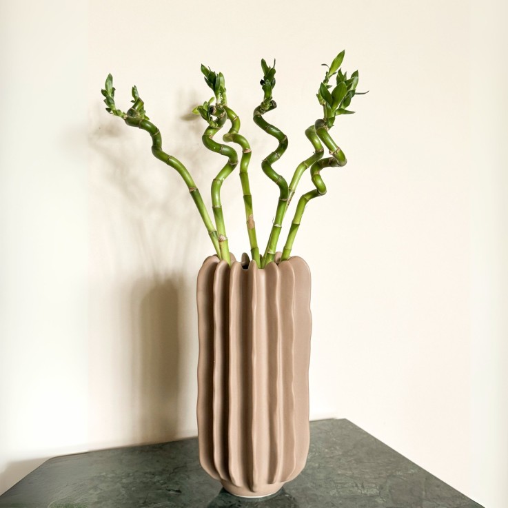 Lucky Bamboo - Set de 12 - Dracaena sanderiana - Hauteur 40-50cm - ⌀2cm