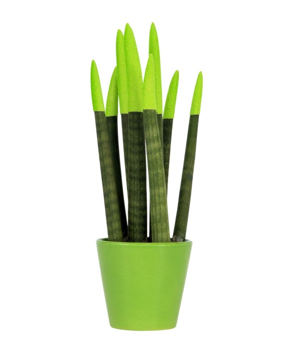 Sansevieria cylindrique -...
