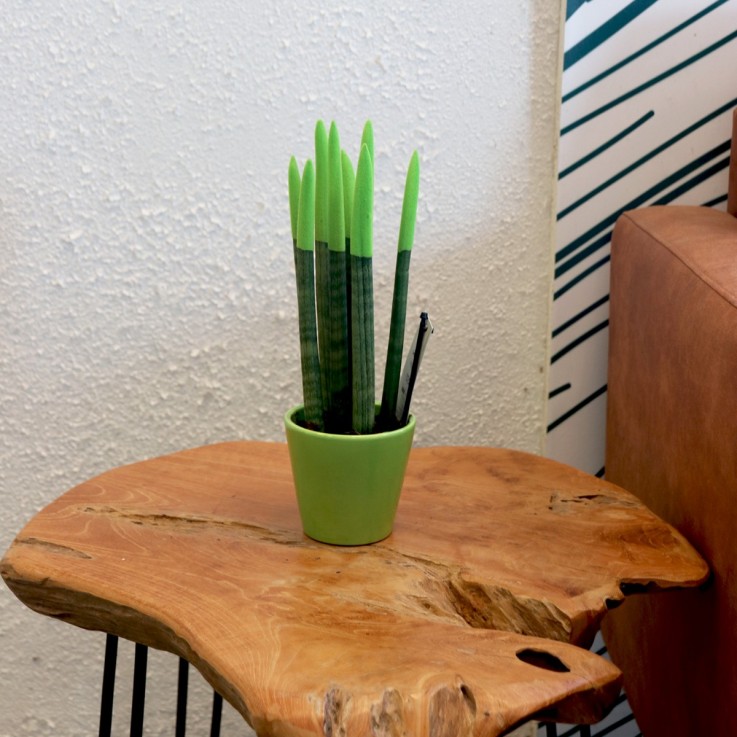Sansevieria cylindrique - Hauteur 20-40cm - Pot 9cm