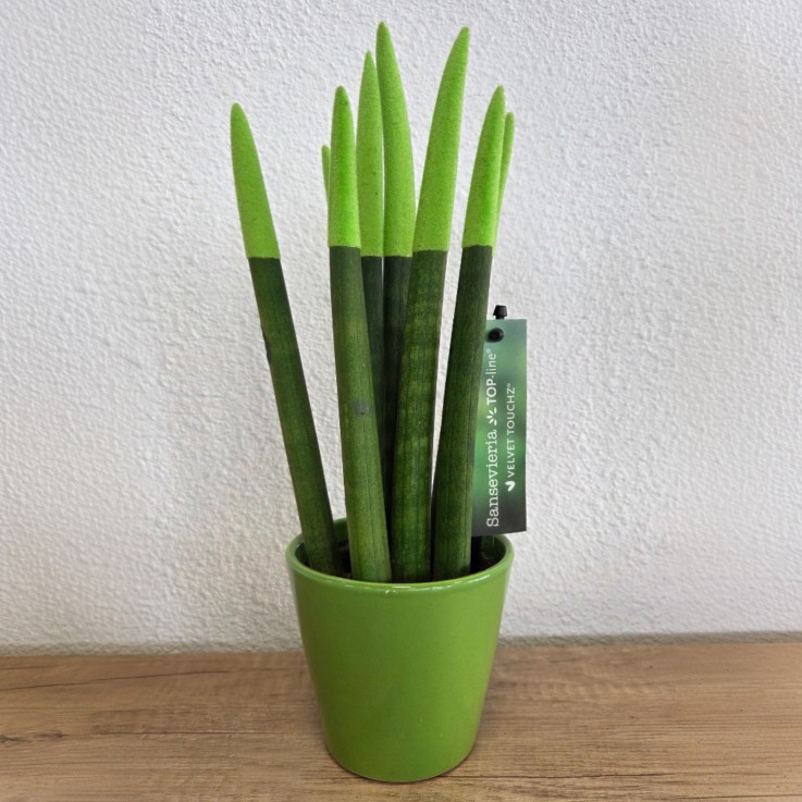 Sansevieria cylindrique - Hauteur 20-40cm - Pot 9cm