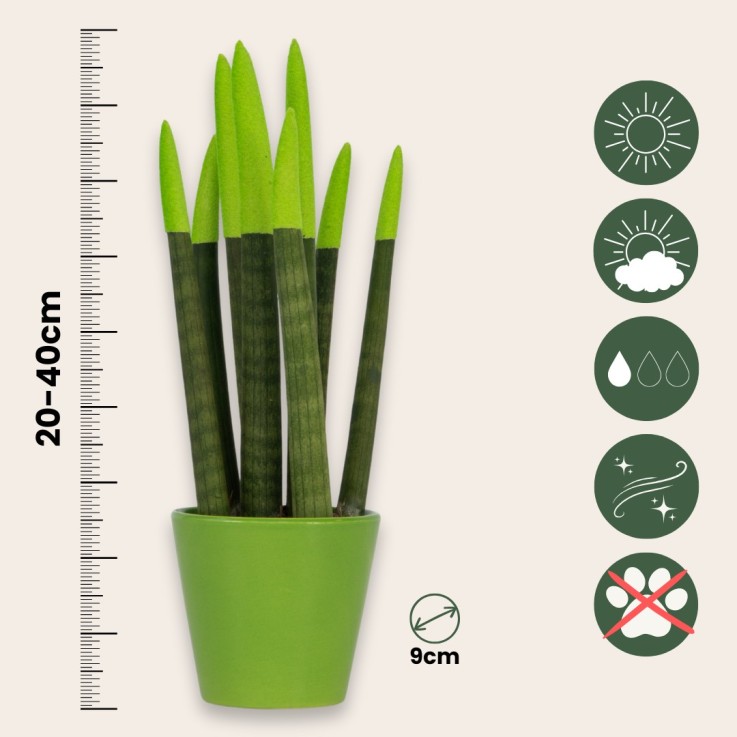 Sansevieria cylindrique - Hauteur 20-40cm - Pot 9cm