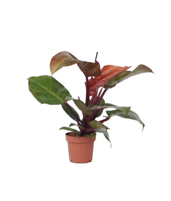 Plante verte - Philodendron...