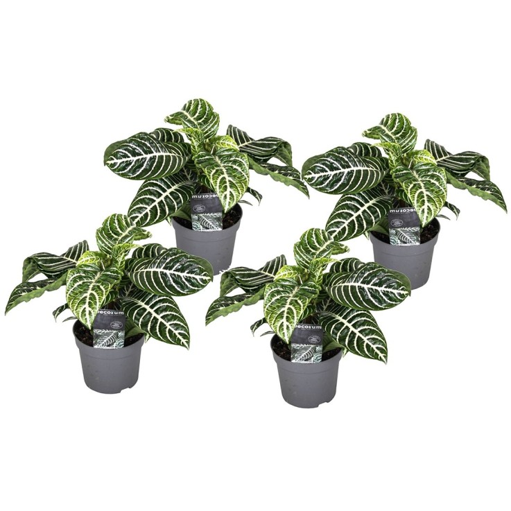 Plante à feuilles panachées - Set de 4 - Aphelandra botanica - H25-45cm - ⌀13cm