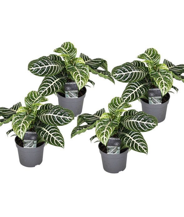 Plante à feuilles panachées...