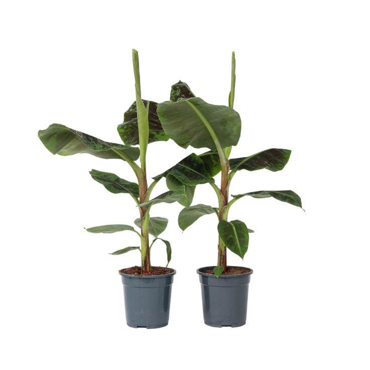 Bananaier nain - Set de 2 - Musa 'Dwarf Cavendish' - Hauteur 90-100cm - ⌀21cm