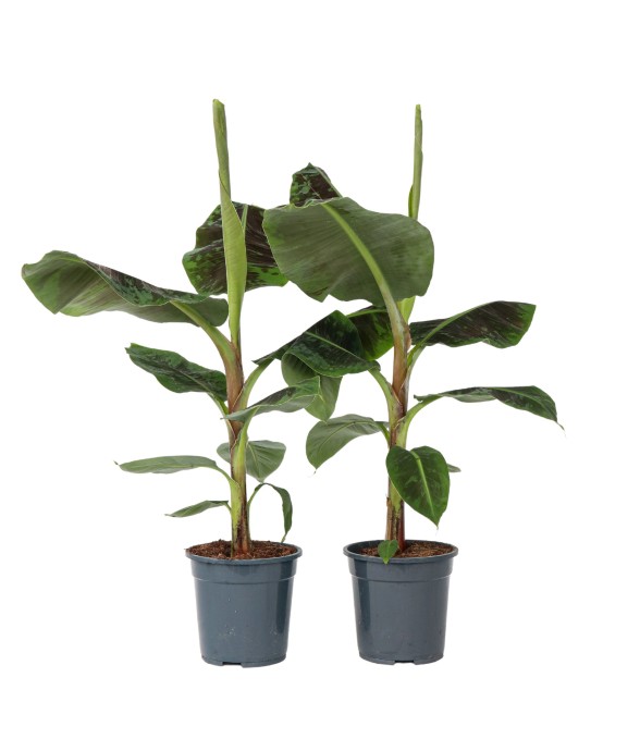 Bananaier nain - Set de 2 -...